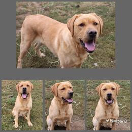 Bridget - Labrador Retriever