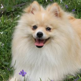 Cordy - Pomeranian