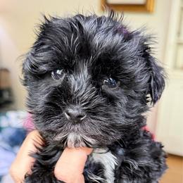Réglisse Black boy tan collar ESA candidate SUPER COATED Therapy lines - Black male Miniature Schnauzer puppy in Temple, Texas from Schnauzers Of Taylor