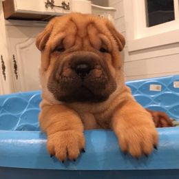 Chinese Shar-Pei Puppies from Polka Pei Chinese Shar Pei