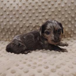 Puppy 6 - Blue and tan male Dachshund puppy in Krum, Texas from Dots N Spots Dachshunds