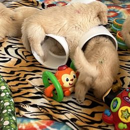 Golden Retriever Puppies from Evergrace Goldens