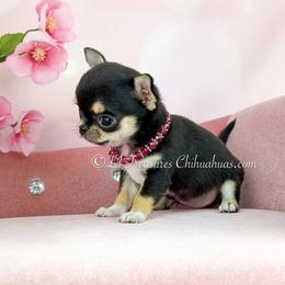 Tiny Trixie - Black and tan female Chihuahua puppy in Anderson, South Carolina from Lil Treasures Chihuahuas