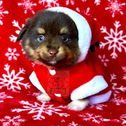 Peaches rtm #4 - Miniature Australian Shepherd puppy in Buchanan, Georgia from Stanleyville Farm Mini Aussies