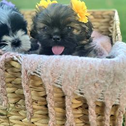 Shih Tzu Puppies from Shih Tzus of Gilbert