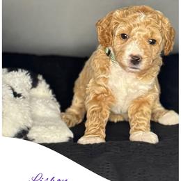 Lisbon - Apricot female Goldendoodle puppy in Danville, Virginia from Stella’s Stunning Goldendoodles of VA