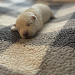 Libby - White female West Highland White Terrier puppy in North Muskegon, Michigan from Bountiful Westies of West Michigan