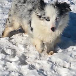Esmee - American Corgi