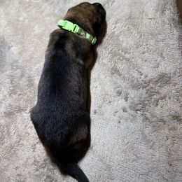 Boy 5 - Sable male German Shepherd puppy in Newsoms, Virginia from A Tier Above Shepherds