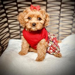 Cavapoo, Cockapoo, and Poodle Puppies from Benji’s Cockapoos