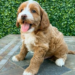 Gavin - Red and white male Cockapoo puppy in Roseville, California from Darby Park Doodles