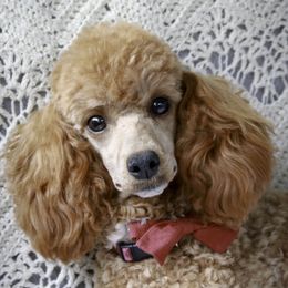 Harriet - Poodle