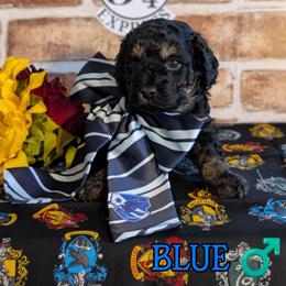 Blue Boy - Black gold and silver male Shihpoo puppy in Rockledge, Florida from Stormie's Doodles