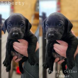 Liberty - Purple Collar - Black female Labrador Retriever puppy in Boyd, Minnesota from Lindley Labradors