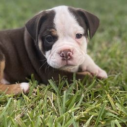 Marshmallow - Olde English Bulldogge puppy in New Smyrna Beach, Florida from Boomers Bullies