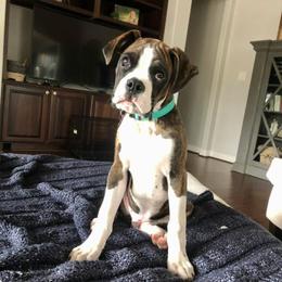 Boxer Puppies from Sergeant's Boxers