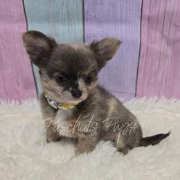 Versace - Merle female Chihuahua puppy in Bowdon, Georgia from Paschal's Pups