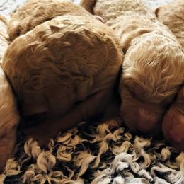 Goldendoodles from Doodle Den RI