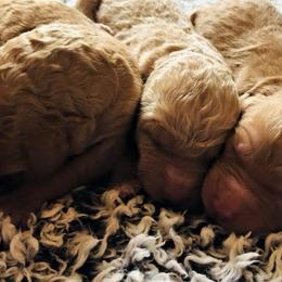 Goldendoodles from Doodle Den RI