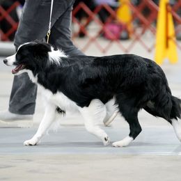 Secret - Border Collie