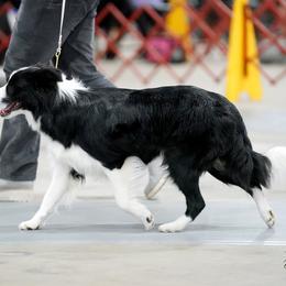 Secret - Border Collie