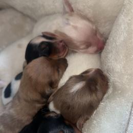 Dachshund puppies from Queens of the South