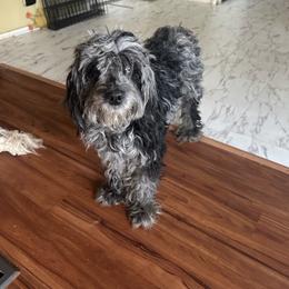 Freckles - Goldendoodle
