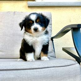 Riley - Black tri male Toy Australian Shepherd puppy in Menifee, California from Riders Toy Aussies