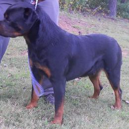 Rottweiler All Grown Up from Aliece's Rottweilers