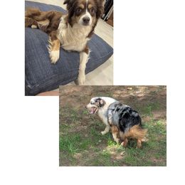 Miniature Australian Shepherd Puppies from Laurie Chason