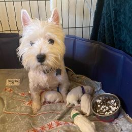 Scottish Terriers and West Highland White Terriers from McGuire’s High Country Terriers
