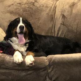 Kallie - Bernese Mountain Dog