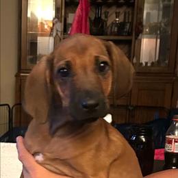 G2 - Rd whtn blk nose female Rhodesian Ridgeback puppy in Chino, California from Desert Star African Lionhounds