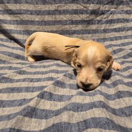 AKC Black Collar - Piebald male Dachshund puppy in Mesa, Arizona from Diamondback Doxie