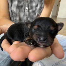 Pink - Black and tan female Yorkshire Terrier puppy in Elk Ridge, Utah from Janita's Yorkshire Terriers