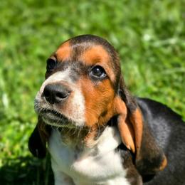 Tater - Black tan and white male Basset Hound puppy in Lebanon, Ohio from Lady Mae Bassets