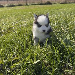 Sebastian - Black and white male Pomsky puppy in Bucyrus, Missouri from Hill Top Pomskies