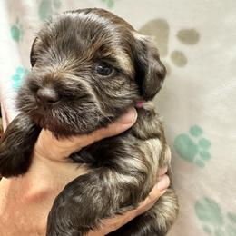 Pink girl - Liver female Miniature Schnauzer puppy in Boaz, Alabama from Sweet Home Schnauzers