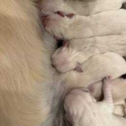 3rd pick girl - Light golden female Golden Retriever puppy in Petaluma, California from Contango Goldens