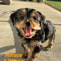 Horace - Black and tan male Yorkshire Terrier puppy in Ashland, Kentucky from Yorkie Paw