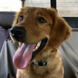 Cricket - Golden Retriever