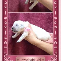 Girl 2 - Light golden female Golden Retriever puppy in Webberville, Michigan from All by grace goldens