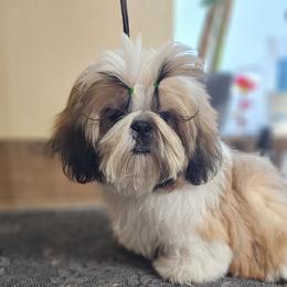 Charm - Gold and white male Shih Tzu puppy in Sanger, California from Hillsides Shih-Tzu