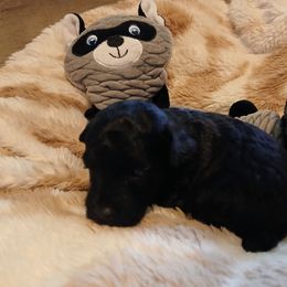 Chewbacca - Black male Poodle puppy in Templeton, Pennsylvania from Precious Poodle Babies