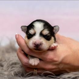Mira - Tri-color female Pomsky puppy in Sumter, South Carolina from Emerald Skies Pomskies