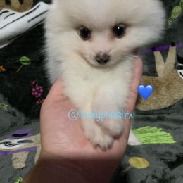 Pomeranian Puppies from Lovely Poms - Houston Pomeranians