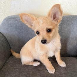 Stark - Fawn male Chihuahua puppy in Seneca, Missouri from Stephanie’s Puppy Colony