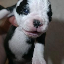 Asena - Black brindle and white female Boston Terrier puppy in Kingsport, Tennessee from Irish Heart Bostons