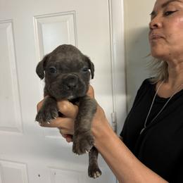 Boy 3 - Gray male Cane Corso puppy in Kaufman, Texas from Phantom Corsos