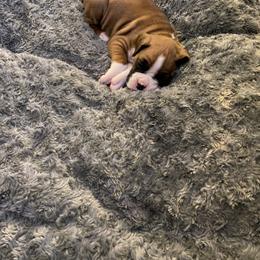 Boxer Puppies from Fineview Boxers